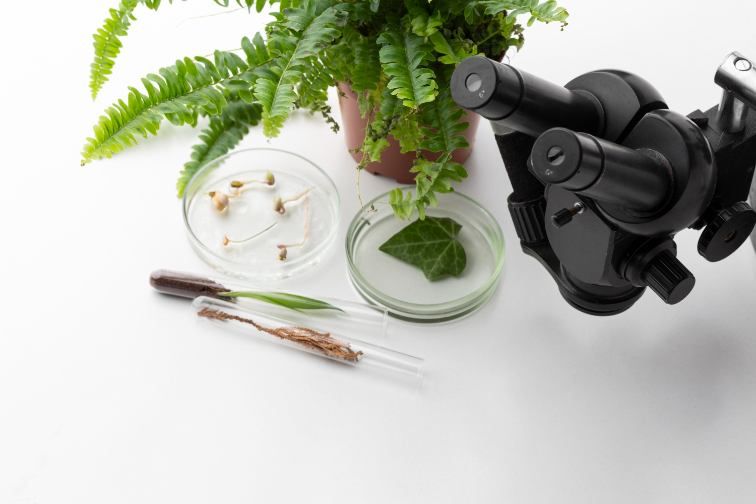 You are currently viewing Comparative Herbal and Conventional Antimicrobial Susceptibility of Mammaliicoccus sciuri and M. lentus, Emerging Cause of Lethal Infections in Animals and Birds